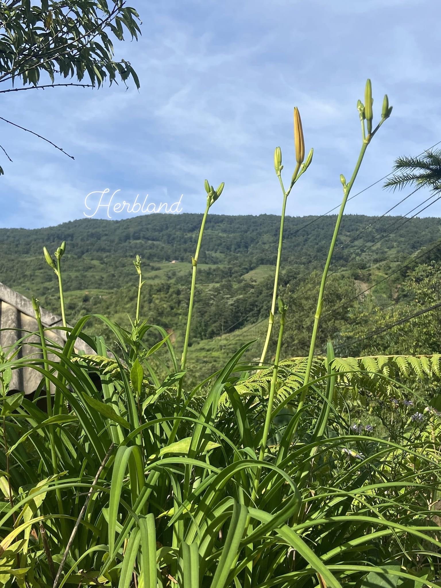 Hien Rau Hoa hiên - Cây đẹp, rau ngon, xanh tốt vườn nhà - Herblandvietnam.com